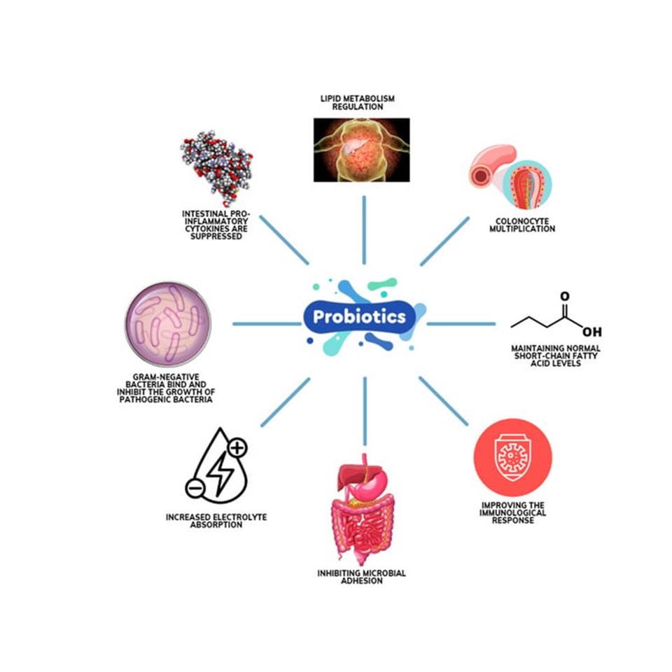 <b>리얼닥터</b> 멀티바이오틱스 100억 생 유산균 포스트바이오틱스 장건강 전문의 임상 논문 연구 배합비 배변활동 <b>변비</b> 소화 영양 부모님 친구 가족  5박스  30정