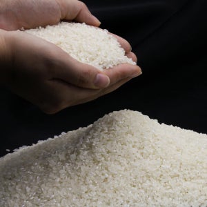 찰지고 고소한 김포 DMZ 인근 금쌀 고시히카리 4kg (상 등급)