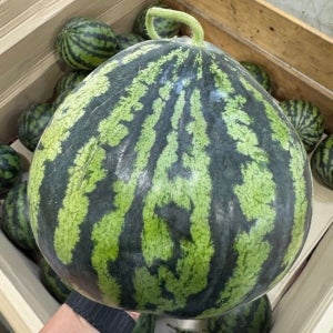못난이 수박 3kg 여름철 과일 간식