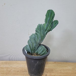 봄봄 아프리카식물 선인장 용심목철화 12센지분