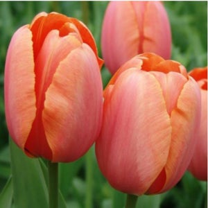 튜울립 아프리콧 임프레션(튤립)-개화구 (5구 부터 주문 가능)