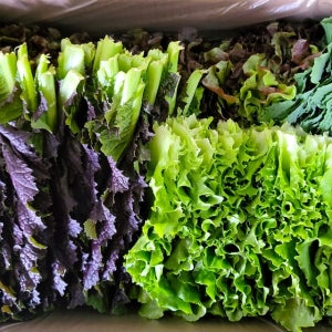 싱싱하고 푸짐한 모둠쌈채소 4종