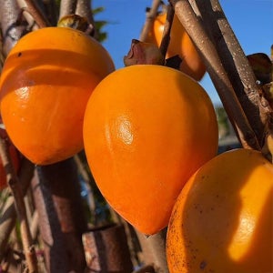 후숙해서 먹는 달달한 대봉감