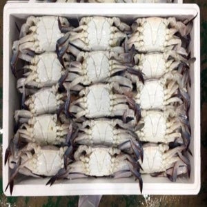 [게파는언니] 연평도 냉동 급냉 제철 숫꽃게 10kg