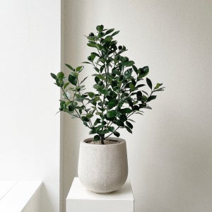 유주나무 사계귤나무 과실수 열매 꽃 공기정화식물 개업, 숲속SOOPSOK