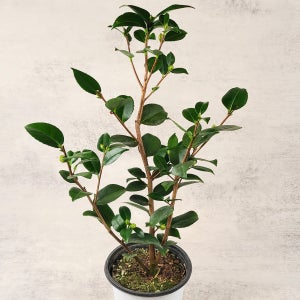 겨울 꽃이 피는 서향 동백나무 (15cm 포트)