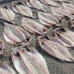 ❤보양식❤ 국내산 민어 2마리, 서해바다 월곶포구 천승수산