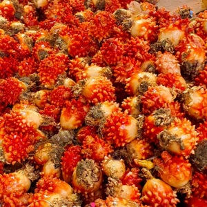 바다의 신선한 그대로 담은 급랭 냉동 멍게 800g