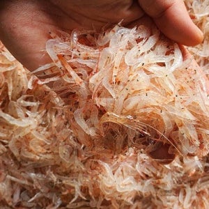 [씨토랑] 김장용 생새우(동백하) 2kg/급냉/인천 강화,소래포구