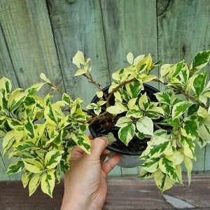 세상 멋있어 No접 무늬부겐베리아 세일할때 얼른사세요  하와이꽃집  꽃 나무