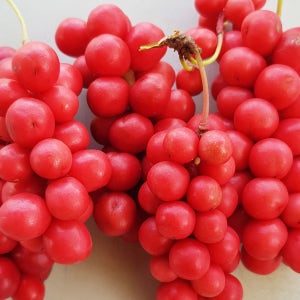 올해 수확 문경 냉동 오미자(청 담그기용) 5kg