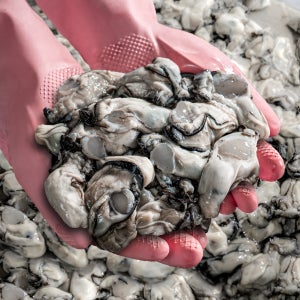 20년 경력의 경매인이 직접 골라 보내는 25년산 햇 생굴 1kg