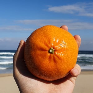 (🍊초고당도 보장🍊) 올망졸망 제철 카라향🍊, 귤수원