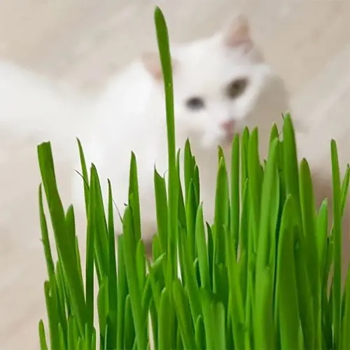 헤어볼 키우기 캣그라스 직접키운 영양제 영양간식 <b>스트레스</b>해소 생화 [<b>OA</b>9BEC6]