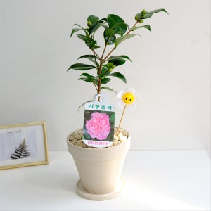 향기 나는 서향 동백나무 독일토분 스마일꽃픽 13T, 고미플라워