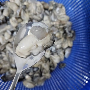 [온누리상품] 홍지수산 생굴 알굴 깐굴 남해안 석화 고흥 여수 손질굴 500g 1kg