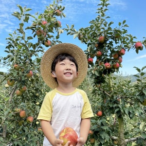 [청송달달농원] 청송사과 홍로 꿀사과 5kg 대과(13~14과)