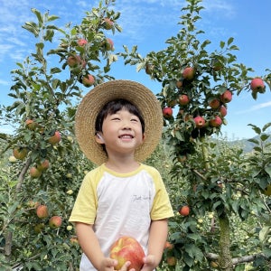 [청송달달농원] 청송사과 홍로 꿀사과 5kg 특대과(11~12과)