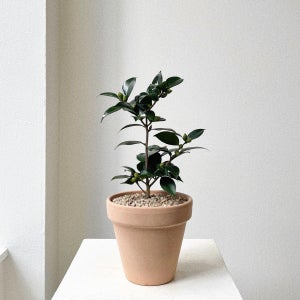 동백나무 중소형 화분 겨울 꽃 이태리토분 플랜테리어, 숲속SOOPSOK