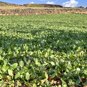 [다온팜] 남해 시금치 남해초 보물초 [1kg]