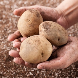 맛딜 포슬포슬 국내산 햇 감자 10kg 대