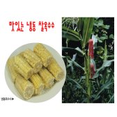 냉동찰옥수수  (100개입/box, 개당50~60g절단, 간식,후식용)