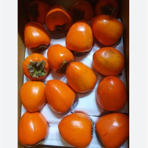 영암 금정 대봉감 특대과