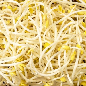 싱싱함 최고 GAP 곱슬이 콩나물 3.5kg