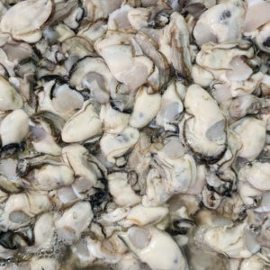 서해안 간월도 일대에서 채취한 자연산 생굴 1kg