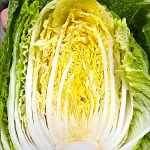 믿을 수 있는 품질과 맛을 자랑하는 GAP인증 괴산 절임 배추 20kg(6-10포기)