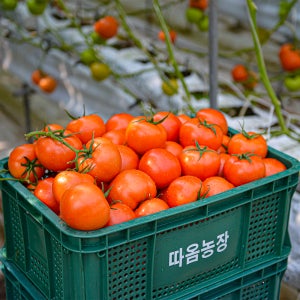 고품질 완숙 찰 토마토 2.5kg