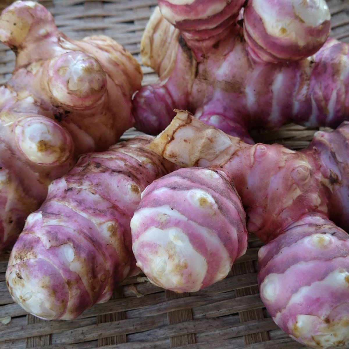 2026 햇 자색<b>돼지감자</b> 생<b>돼지감자</b> 뚱딴지감자 5kg 10kg  1박스  <b>돼지감자</b>3kg