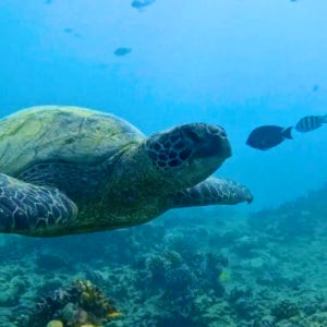 [한국인스탭] 하와이 와이키키 거북이 스노쿨링