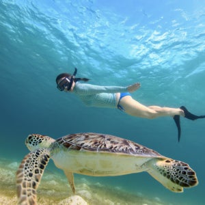 [압도적리뷰] 하와이 와이키키 거북이 스노쿨링