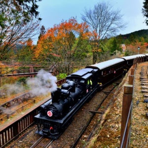 [취소가능] 자이 아리산 국립삼림유원지 입장권