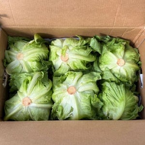 강원도 햇 양상추 12통 국산 양상추 한박스 벌크 양상추 국내산 양상추 햄버거 양상추 샌드