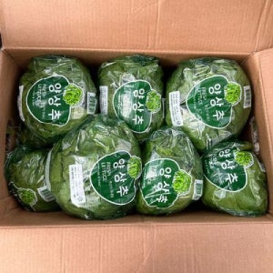 강원도 햇 양상추 12통 국산 양상추 한박스 낱개포장 양상추 국내산 양상추 햄버거 양상추