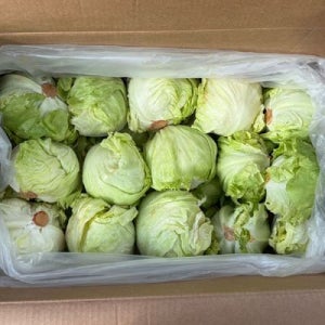 강원도 깐 양상추 8kg 국산 양상추 한박스 벌크 양상추 국내산 양상추 햄버거 양상추 샌드