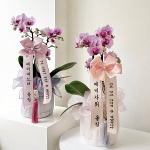 서양란 호접란 보자기난 상견례 결혼식 혼주석 꽃 양가, 숲속SOOPSOK