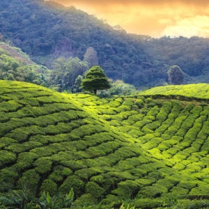 비즈니스 클래스 스리랑카 완전 일주 8일