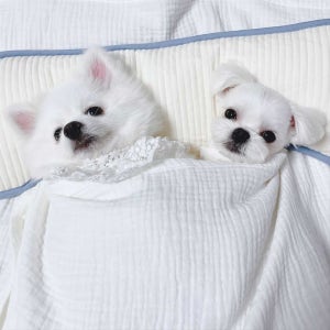 너만쓰냐?나도쓴다 집사와둘이베는 야나두베개, 개달당