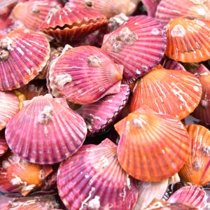 달큼한 맛 일품 통영 활 홍가리비 3kg(2인분 90미내외)