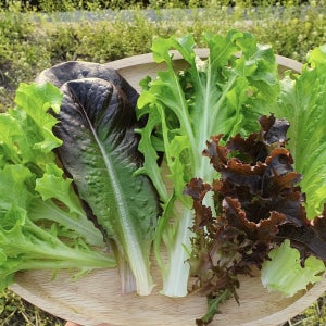 수경재배로 깨끗한 쌈채소 모듬샐러드 800g