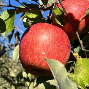 GAP 저탄소 청송 후브락스 부사 사과 3kg