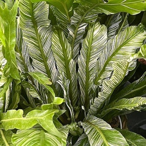 고사리 무늬아비스 랜덤발송 꽃 나무 공기정화식물