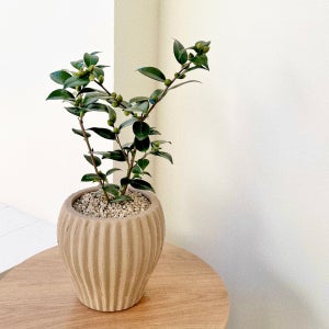 동백나무 중형 베트남토분 겨울 동백 꽃 이태리토분, 숲속SOOPSOK