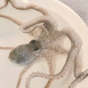 산채로 배송되는 국내산 뻘낙지 (세발낙지) 5마리