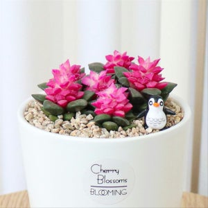 핑크빛 취설송 💕 꽃 피는 다육이 선인장 식물 화분, 식물이좋다