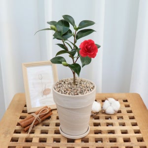 승진선물🎁 동백 나무🌹 꽃 화분 라까멜라 반려 식물, 식물이좋다