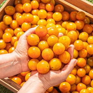 주황색이 진해질수록 더 달콤해지는 자몽마토